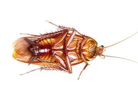 蜈蚣 狼 小魚 抓蛇 鴨子 鱷魚 螃蟹 小狗 甲魚 黑狗 螞蟻 蝦 狐狸 白蛇 猴子 大象 公雞 蛆 水牛 黑魚 毒蛇 蠍子 蜜蜂 母雞 小豬 蟑螂 鴿子 野貓 虱. æ¨±æ¡ƒèŸ'èž‚æ€Žä¹ˆå…» åœŸæµç½'