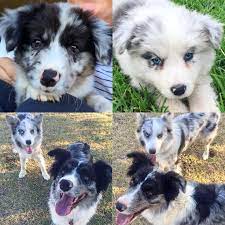 Blue Merle And Slate Merle My Girls Blue Merle Dogs Canine
