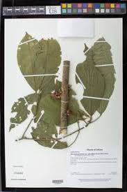 Image result for Maesobotrya