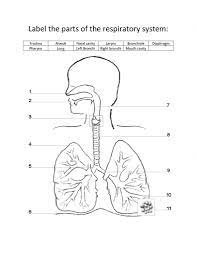 Labeled Diagram Of The Respiratory System For Kids Respiratory System Diagrams To Label Anatomy Body Respiratory System Human Respiratory System Respiratory