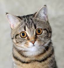 Polycystic kidney not penetrate air, making it work. Prices The Cat Doctor