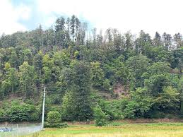 Wann wird es endlich richtig warm in deutschland? Mittleres Kinzigtal Statistik Zeigt Im Tal Wird S Warmer Kinzigtal Schwarzwalder Bote