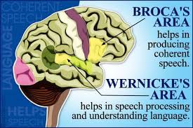 Difference Between Broca S Area And Wernicke S Area In The Brain Broca S Area Wernicke S Area Brain Anatomy And Function