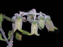 Image result for Kalanchoe latisepala