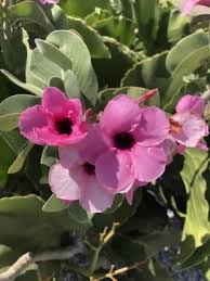 Image result for Adenium boehmianum