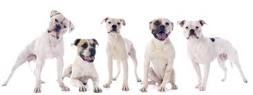 Standard, clasic, extreme, pocket and xlarge subscribe for more videos here : American Bulldog Dog Breed Information Temperament Health