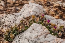 Image result for Dipcadi marlothii