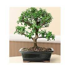 Buy Bonsai Boy S On This Tree Baby Jade Bonsai Tree Large Portulacaria Afra Online In Qatar B002c6gfc2