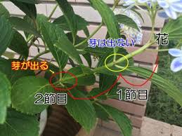 花が咲かないのはなぜ 初心者でもわかる あじさいの育て方 家庭菜園インフォパーク
