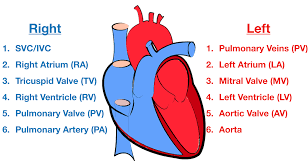 Includes an exercise, review worksheet, quiz, and model drawing of an anterior vi Heart Blood Flow Simple Anatomy Diagram Cardiac Circulation Pathway Steps Ezmed