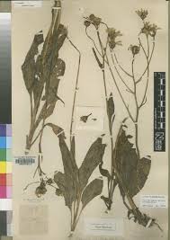 Image result for Senecio auriculatissimus