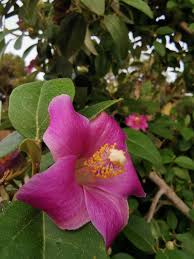 Image result for Lagunaria patersonia