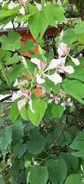 Image result for Bauhinia monandra
