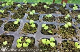 Basil can also be grown indoors using artificial light. Growing Basil From Seed The Ultimate Guide Get Busy Gardening