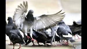 When shopping for fresh produce or meats, be certain to take the time to ensure that the texture, colors, and quality of the food you buy is the best in the batch. Jual Burung Merpati Pos Wa Sms 081378163876 Yogyakarta Malang Mojokerto Surabaya Hd Youtube