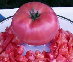 Leaves are smooth and oval with pointed tips, much like those of a potato plant. Brandywine Heirloom Tomato Seeds Tomatofest Organic