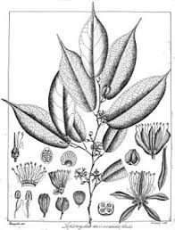 Image result for Leptonychia