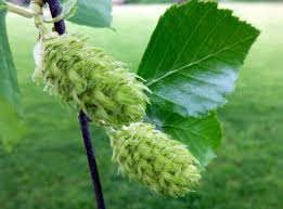 The sweet birch is definitely the oldest living tree out of the birch family. River Birch Fruit New Hampshire Garden Solutions
