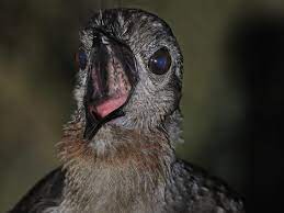 Video Shows Lyrebird Call Perfectly Mimicking Crying Human Baby