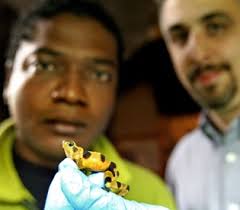 Biologists help frogs in danger get leg up