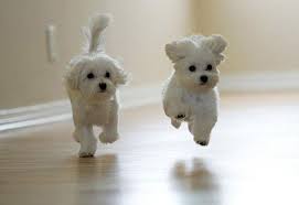 40 Beautiful And Cute Puppies Pictures Download Cute puppies pictures to create cute puppies ecards, custom profiles, blogs, wall posts, and cute puppies scrapbooks, page 1 of 63. 40 beautiful and cute puppies pictures