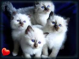 Lilac Point Birman Kittens For Sale Siamese Orientals Cats Lilac Point Seal Tabby Silver Siamese Seal Point Flame Point Balinese And Tonkinese Gatos Tiernos Gatos Felinos