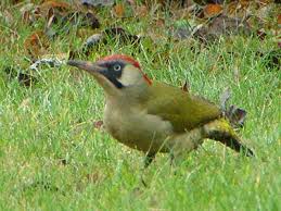 Grunspecht Der Grunspecht Ist Auch Unter Den Namen Grasspecht Oder Erdspecht Bekannt Man Findet Diese Vogelart In Grossen Tei Grunspecht Streuobstwiese Specht