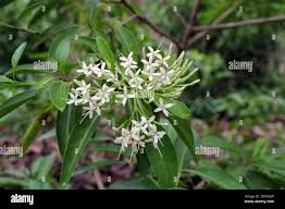 Image result for Pavetta sp. E