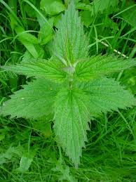 Image result for Urtica