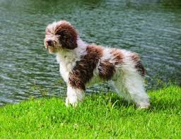 Adopt a spanish water dog. Spanish Water Dog Dog Breed Profile Petfinder