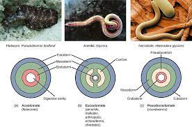 Difference Between Acoelomate And Coelomate Definition Characteristics Examples Comparison Biology Annelid Animal Classification