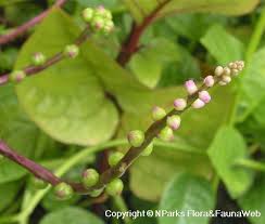 Image result for Basella