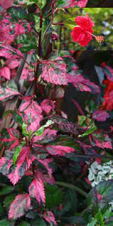 Tropical Flower Live Red Hot Variegated Tropical Hibiscus Hibiscus Plant Hibiscus Hibiscus Rosa Sinensis