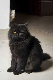 Black And White Persian Cat Black And White Persian Cats By Jordansart Deviantart Com On Deviantart Persian Cat White Cat Memes Persian Cat