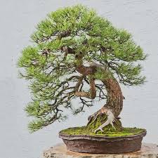 This Old Pine Bonsai Has So Much Character This Image And Tree Is From Walter Pall Www Walter Pall De Bonsai Tree Bonsai Baum Kleine Baume Bonsai