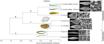 Image result for Apocynaceae subfamily Periplocoideae