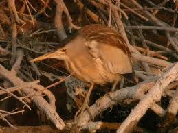 We are an enthusiastic group who enjoy our sewing . Little Bittern Ixobrychus Minutus Observation Org
