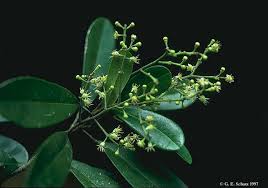 Image result for Rutaceae