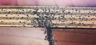 Image result for bed bugs droppings