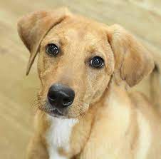 Fern Adoptable Dog Young Female Mixed Breed Dog Adoption Pet Search My Animal