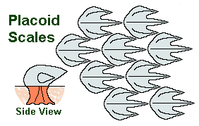 Fish Scales 101: Placoid, Ganoid & Other Types Of Scale Explained