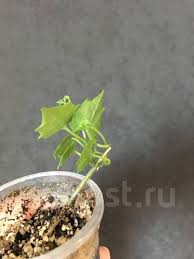 Image result for Cyclantheropsis parviflora