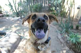 They have bigger heads & bigger bones. German Shepherd Ears Not Standing Up 9 Reasons Why This Might Be
