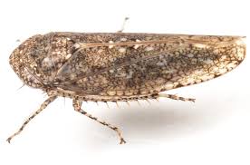 Image result for Ascolepis fibrillosa