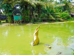 Mp3 duration 4:12 size 9.61 mb / j.a17 14. Lagenda Bujang Senang Si Buaya Pembaham Ramai Manusia Di Sarawak Libur