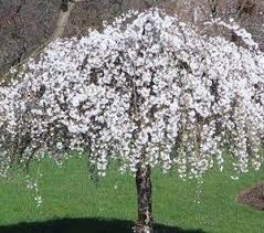 Maybe you would like to learn more about one of these? 76 Gardens Trees For Zone 5 Ideas Garden Trees Fruit Trees Zone 5