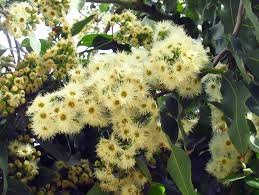 Image result for Eucalyptus torelliana