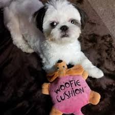 Shih Tzu Chihuahua Mix Black And Brown White Shih Tzu Coat With Black Ears Shih Tzu Black And White Pup