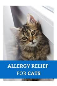 Allergies In Cats How To Care For Your Feline Companion Canna Pet In 2020 Cat Allergies Cat Allergies Relief Cats