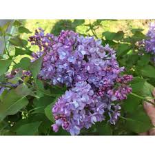 Although these provide immediate results, they are dig a hole about the diameter of a gallon potting container or larger. Syringa Quart Pot Sensation Lilac Live Plant Shrubs Patio Lawn Garden Guardebem Com